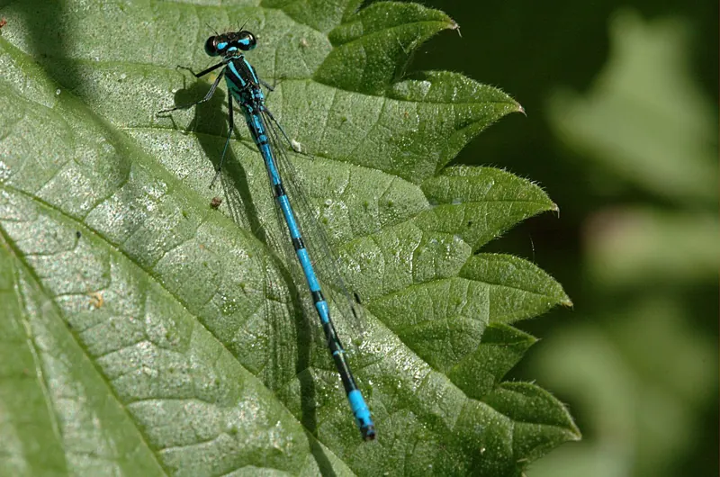 A male azure damselfly, blue with black markings, resting on a leaf