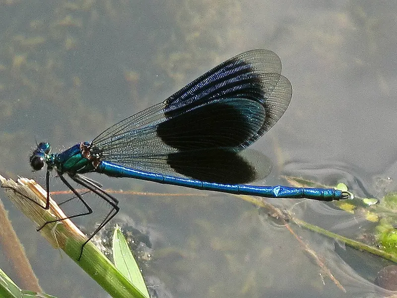 A banded demoiselle, metallic blue with a dark band across each wing, on a stem above water