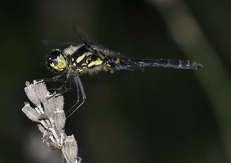 A black darter with yellow markings perched on a dry flower head against a dark background
