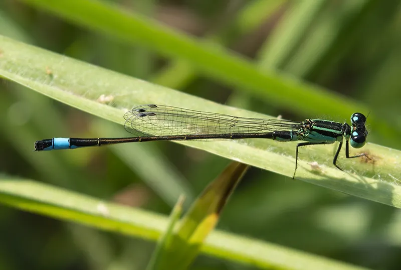 A blue-tailed damselfly, dark with a blue band near the tail tip, along a grass blade
