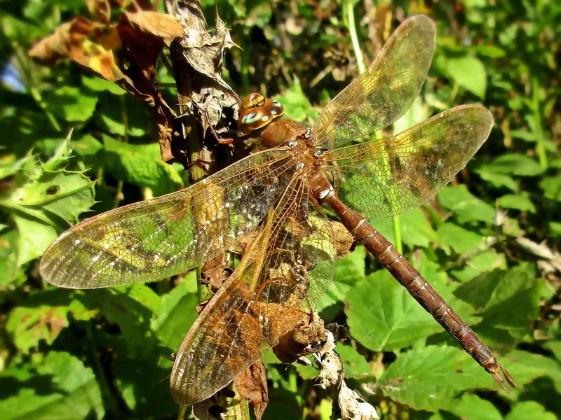 A brown hawker with golden-brown wings resting among green leaves