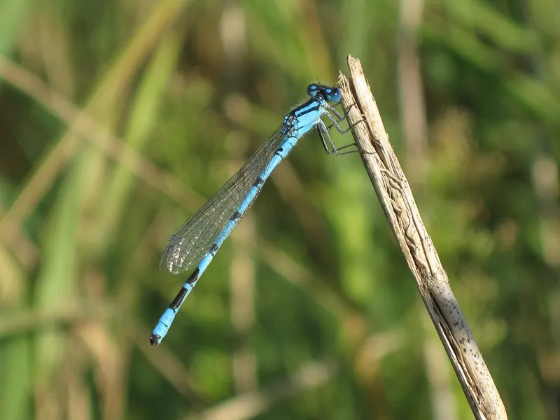A male common blue damselfly, sky-blue with black bands, on a grass stem