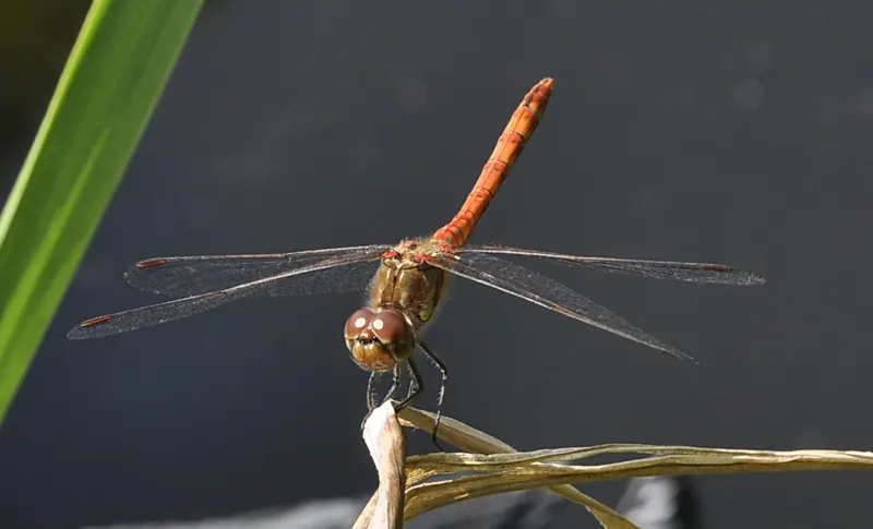 A male common darter with a red body, perched on a dry twig against a dark background