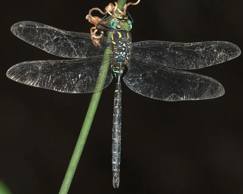 A male common hawker hanging from a grass stem, wings spread, with pale spots on its dark body