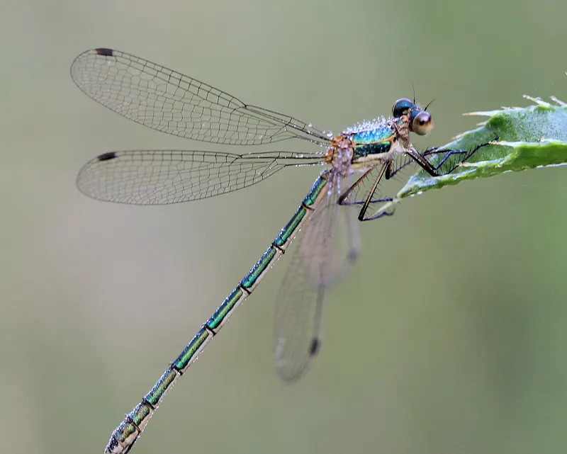 An emerald damselfly perched on a leaf tip with its wings half spread