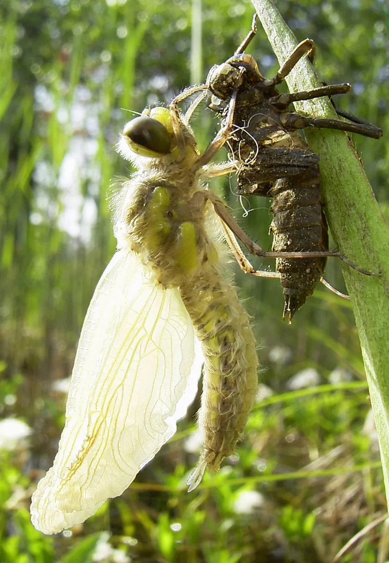 A pale, newly emerged four-spotted chaser with glassy wings, hanging beside its empty larval skin on a stem