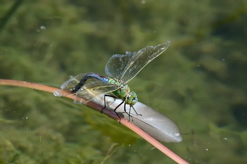 An emperor dragonfly resting on a reddish stem above water