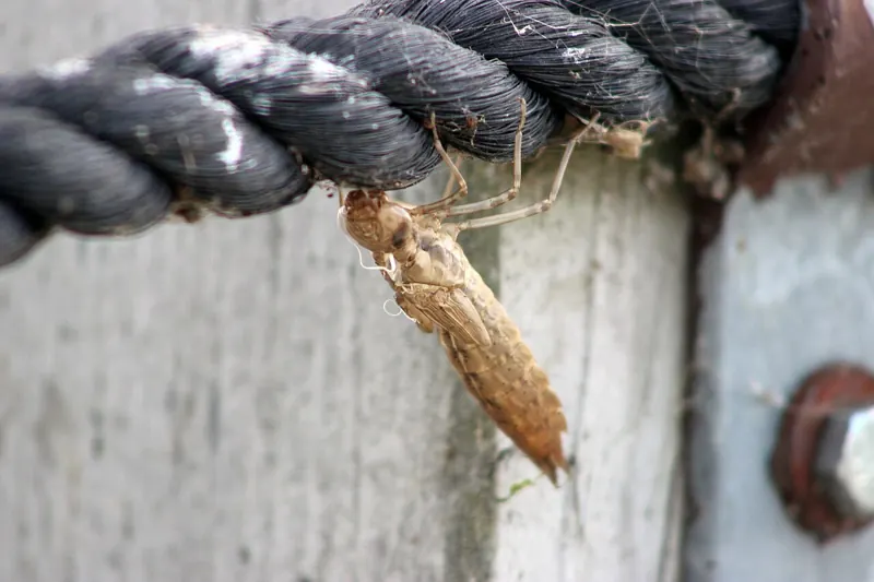 An empty, light brown larval skin of a dragonfly clinging to a wooden post below a rope