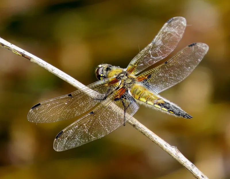 A four-spotted chaser, brown and yellow, resting on a dry stem with its wings held out