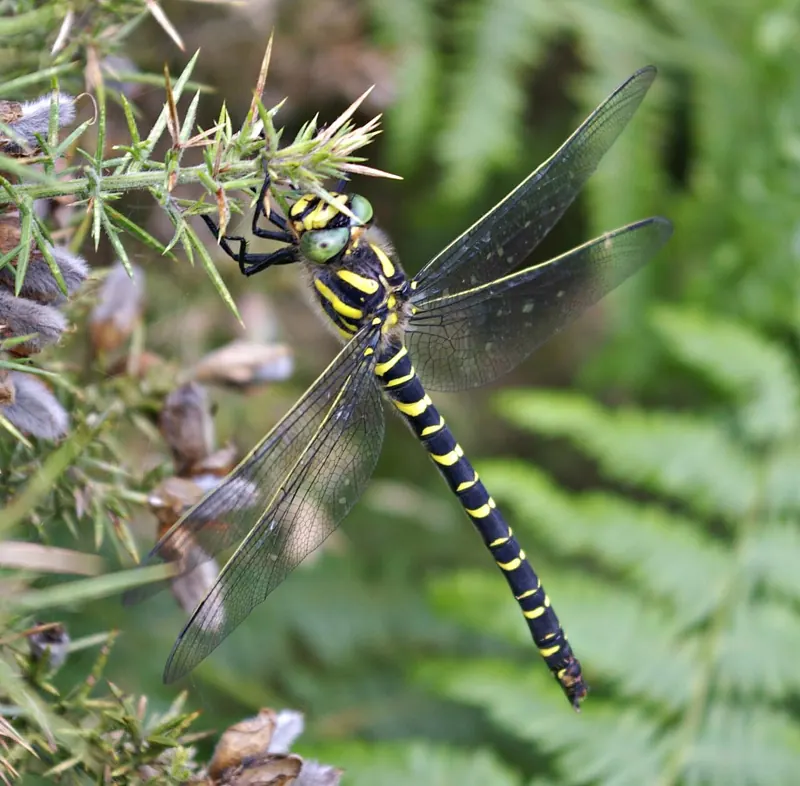 A golden-ringed dragonfly, black with yellow rings, hanging from a spiky plant