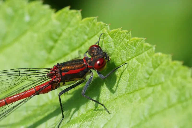 A large red damselfly with a red body and black legs, resting on a green leaf